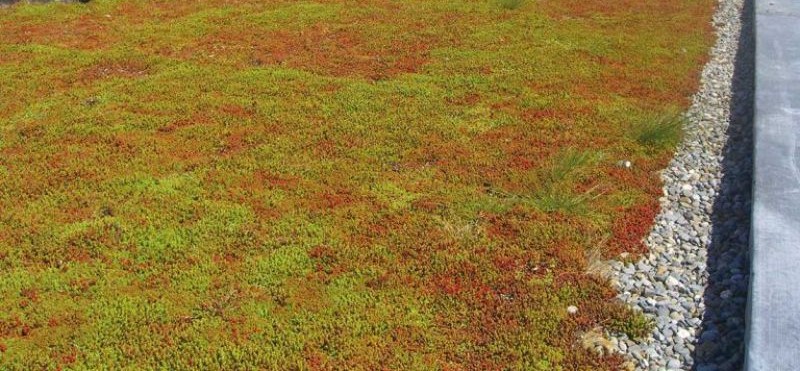Läggning av sedumtak på garage, Häverödal i Hallstavik